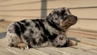 Mango , a female Australian Shepherd for sale in Bushnell, IL – 7 of 7