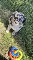 Peach, a female Australian Shepherd for sale in Bushnell, IL – 2 of 5