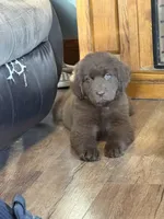 Kenai, a female Newfoundland for sale in Bushnell, IL – 3 of 3