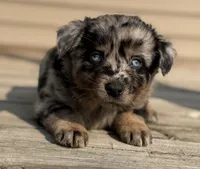 Mango , a female Australian Shepherd for sale in Bushnell, IL – 5 of 7
