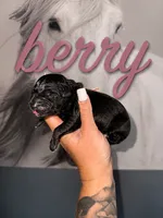 Berry, a female Australian Shepherd for sale in Bushnell, IL – 1 of 1
