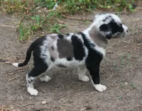 Ziva, a female Catahoula Leopard Dog for sale in Bushnell, IL – 3 of 3