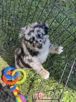 Peach, a female Australian Shepherd for sale in Bushnell, IL – 5 of 5