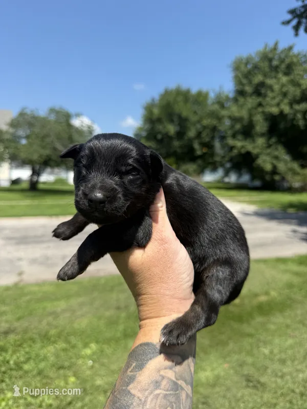 Kale – Australian Shepherd puppy for sale in Bushnell, IL