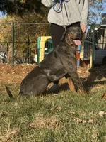 Kiyah, a female Catahoula Leopard Dog for sale in Bushnell, IL – 5 of 5