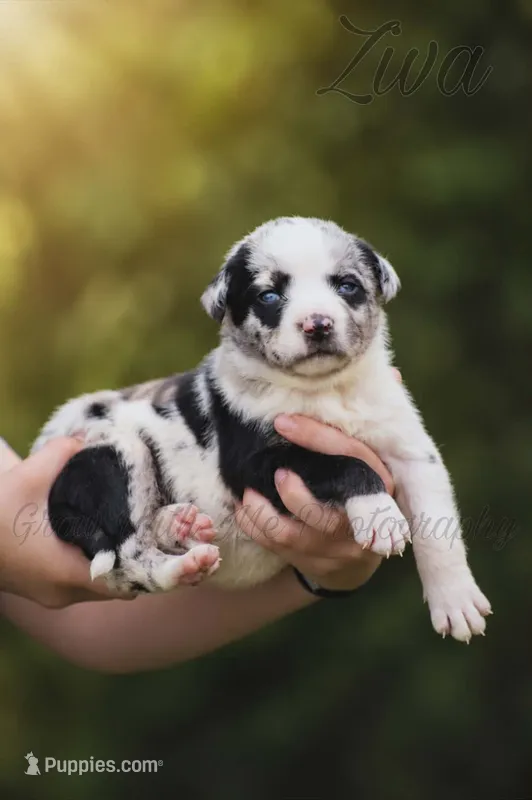 Ziva – Catahoula Leopard Dog puppy for sale in Bushnell, IL