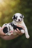 Ziva, a female Catahoula Leopard Dog for sale in Bushnell, IL – 1 of 4