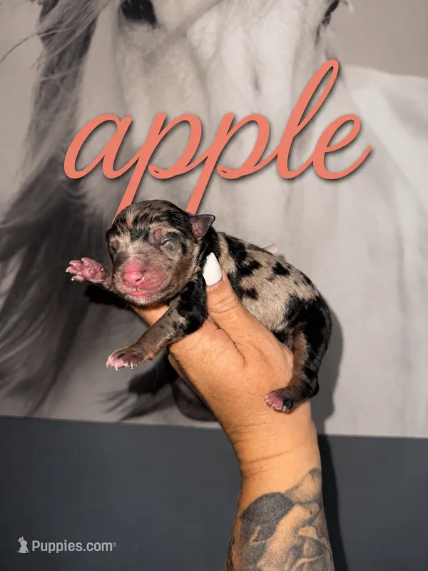 Apple – Australian Shepherd puppy for sale in Bushnell, IL