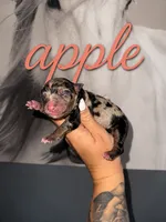 Apple, a female Australian Shepherd for sale in Bushnell, IL – 1 of 1