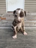 Kerchak, a male Catahoula Leopard Dog for sale in Bushnell, IL – 2 of 8