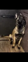 Nelly, a female Belgian Malinois for sale in Bushnell, IL – 2 of 3