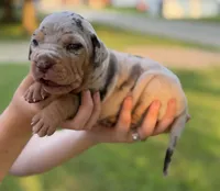 Cobra, a female Catahoula Leopard Dog for sale in Bushnell, IL – 1 of 5