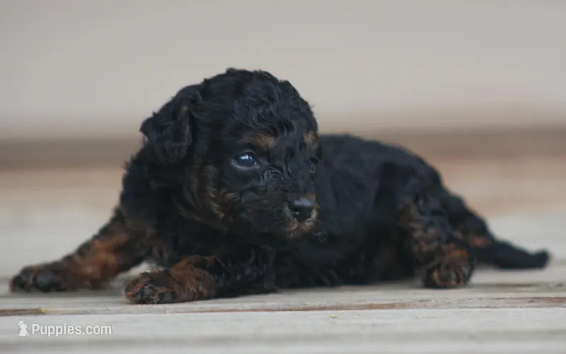 Cleo – Poodle - Toy  puppy for sale in Bushnell, IL