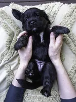 Red, a female Miniature Labradoodle for sale in Vallejo, CA – Photo 8 of 8