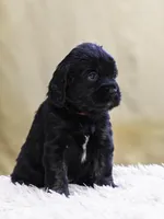 Red, a female Miniature Labradoodle for sale in Vallejo, CA – Photo 3 of 8