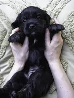 Red, a female Miniature Labradoodle for sale in Vallejo, CA – Photo 7 of 8