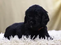 Red, a female Miniature Labradoodle for sale in Vallejo, CA – Photo 5 of 8