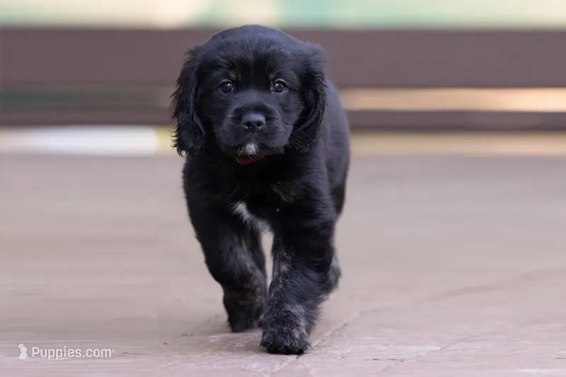 Red – Miniature Labradoodle puppy for sale in Vallejo, CA