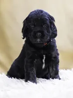 Red, a female Miniature Labradoodle for sale in Vallejo, CA – Photo 1 of 8