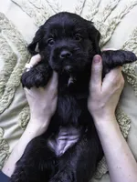 Red, a female Miniature Labradoodle for sale in Vallejo, CA – Photo 6 of 8