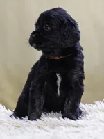 Red, a female Miniature Labradoodle for sale in Vallejo, CA – Photo 4 of 8