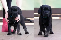 Teal - Cavador + Mini Golden Retriever Puppy Mix, a female Miniature Labradoodle for sale in Woodacre, CA – Photo 2 of 10