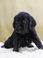 Teal, a female Miniature Labradoodle for sale in Vallejo, CA – Photo 9 of 10