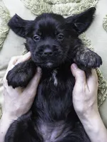 Teal, a female Miniature Labradoodle for sale in Vallejo, CA – Photo 10 of 10