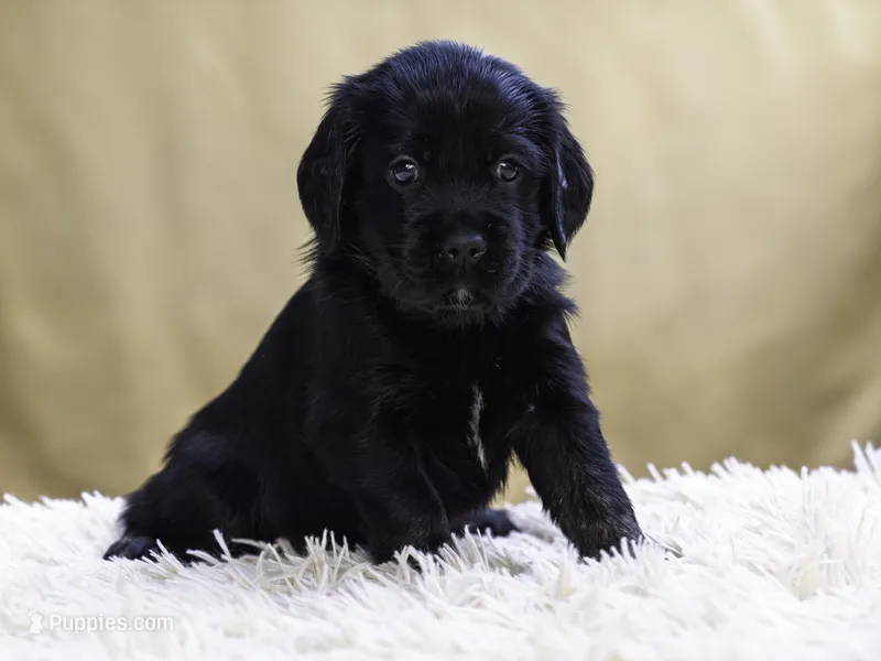 Teal – Miniature Labradoodle puppy for sale in Vallejo, CA