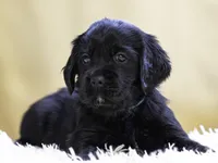 Teal, a female Miniature Labradoodle for sale in Vallejo, CA – Photo 8 of 10