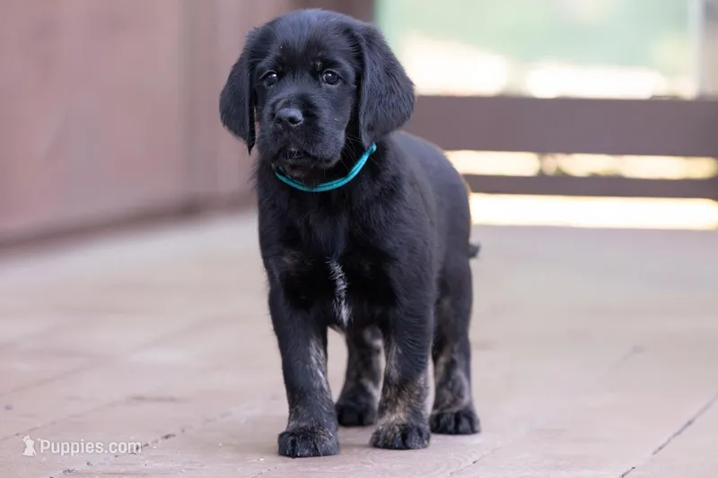 Teal – Miniature Labradoodle puppy for sale in Vallejo, CA