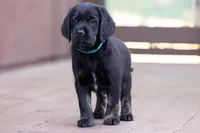 Teal - Cavador + Mini Golden Retriever Puppy Mix, a female Miniature Labradoodle for sale in Woodacre, CA – Photo 1 of 10
