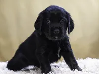 Teal, a female Miniature Labradoodle for sale in Vallejo, CA – Photo 6 of 10
