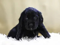 Teal, a female Miniature Labradoodle for sale in Vallejo, CA – Photo 3 of 10