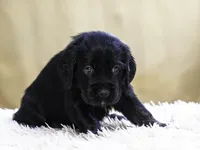 Teal, a female Miniature Labradoodle for sale in Vallejo, CA – Photo 4 of 10