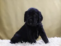 Teal, a female Miniature Labradoodle for sale in Vallejo, CA – Photo 2 of 10