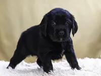 Teal, a female Miniature Labradoodle for sale in Vallejo, CA – Photo 5 of 10