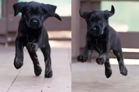 Teal - Cavador + Mini Golden Retriever Puppy Mix, a female Miniature Labradoodle for sale in Woodacre, CA – Photo 3 of 10