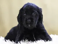 Teal, a female Miniature Labradoodle for sale in Vallejo, CA – Photo 7 of 10
