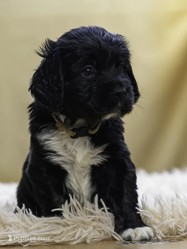 White – Miniature Labradoodle puppy for sale in Vallejo, CA