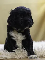 White, a female Miniature Labradoodle for sale in Vallejo, CA – Photo 1 of 9