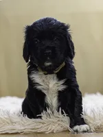 White, a female Miniature Labradoodle for sale in Vallejo, CA – Photo 7 of 9