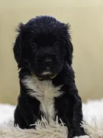 White, a female Miniature Labradoodle for sale in Vallejo, CA – Photo 5 of 9