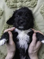 White, a female Miniature Labradoodle for sale in Vallejo, CA – Photo 9 of 9