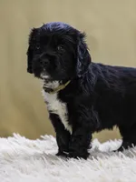 White, a female Miniature Labradoodle for sale in Vallejo, CA – Photo 3 of 9
