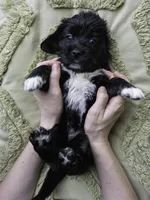 White, a female Miniature Labradoodle for sale in Vallejo, CA – Photo 8 of 9