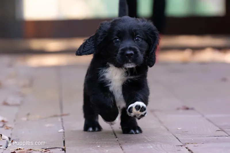 White – Miniature Labradoodle puppy for sale in Vallejo, CA