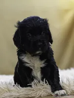 White, a female Miniature Labradoodle for sale in Vallejo, CA – Photo 4 of 9
