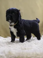 White, a female Miniature Labradoodle for sale in Vallejo, CA – Photo 2 of 9