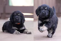 Orange - Cavador + Mini Golden Retriever Puppy Mix, a male Miniature Labradoodle for sale in Woodacre, CA – Photo 3 of 10